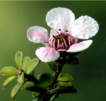 Manuka flower